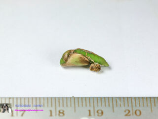 Loxura atymnus fuconius