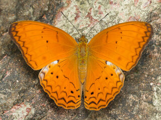 Cirrochroa tyche mithila