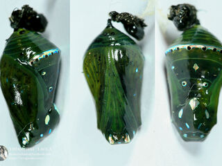 Ideopsis similis persimilis