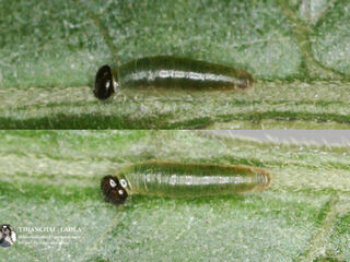 Pseudocoladenia fabia
