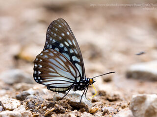 Hestina persimilis persimilis
