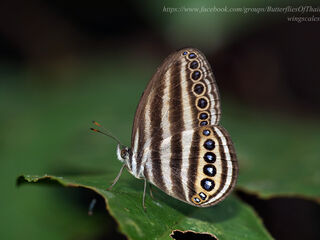 Ragadia makuta siponta