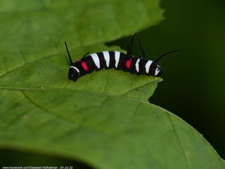 Idea lynceus lynceus