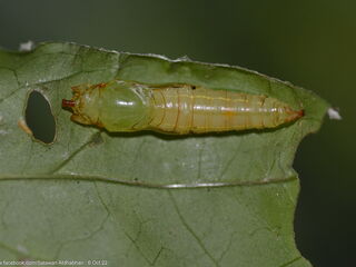 Celaenorrhinus asmara asmara