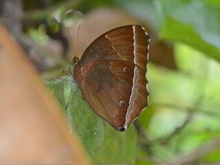 Thaumantis noureddin noureddin