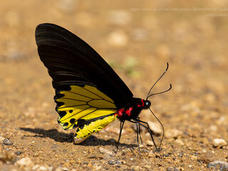 Troides helena cerberus