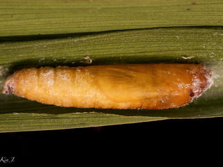 Potanthus serina serina