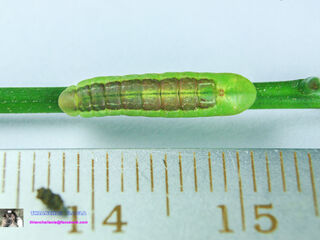 Anthene emolus emolus