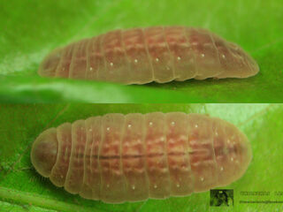 Arhopala alitaeus mirabella