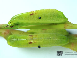 Loxura atymnus fuconius