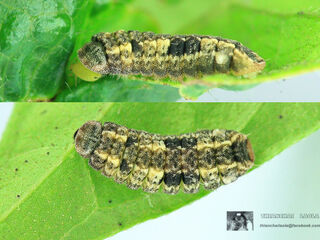 Miletus chinensis learchus