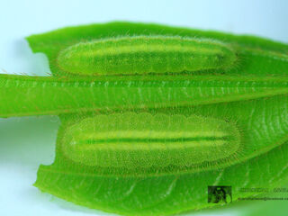 Discolampa ethion ethion