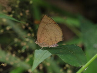Arhopala paramuta paramuta