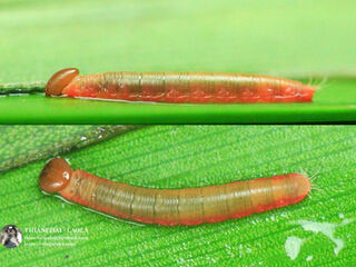 Suastus gremius gremius