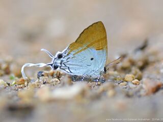 Hypolycaena amasa maximinianus