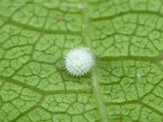 Thaduka multicaudata multicaudata