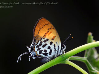 Drupadia rufotaenia archbaldi