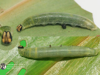 Ancistroides curvifascia curvifascia