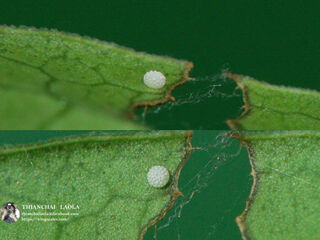 Heliophorus ila nolus