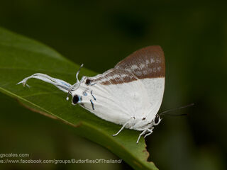 Neocheritra fabronia fabronia