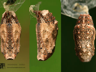 Junonia orithya ocyale