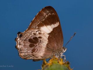 Simiskina phalena harterti