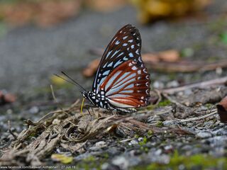 Hestinalis nama ruvanella