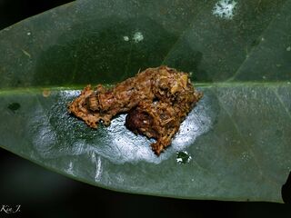 Tacola larymna siamensis