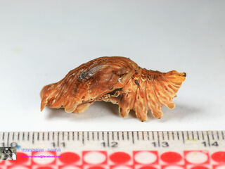 Losaria doubledayi doubledayi