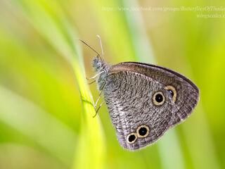 Ypthima norma burmana