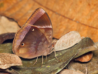 Thaumantis klugius lucipor