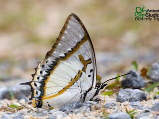 Polyura eudamippus giudicii