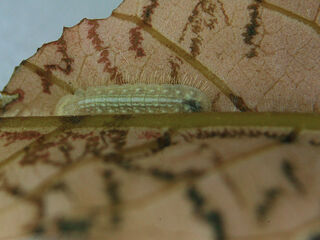 Arhopala perimuta perimuta