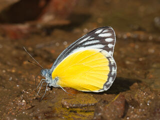 Pieridae (วงศ์ผีเสื้อหนอนกะหล่ำ)