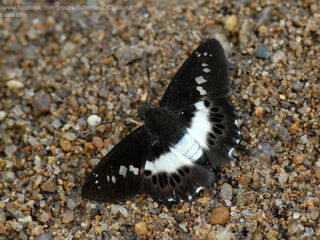 Seseria sambara indosinica