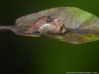 Dacalana burmana burmana