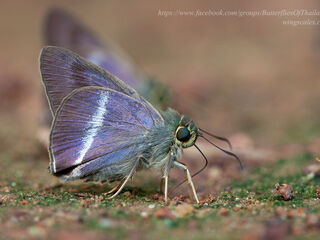 Hasora taminatus bhavara