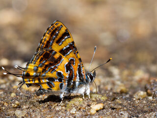 Catapaecilma subochrea