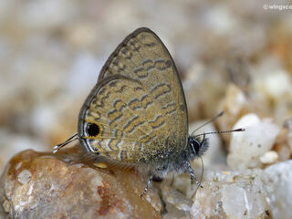 Prosotas nora superdates