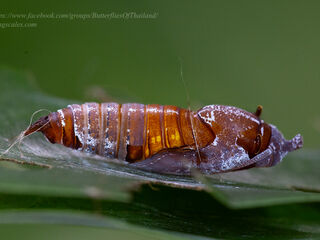 Seseria sambara indosinica