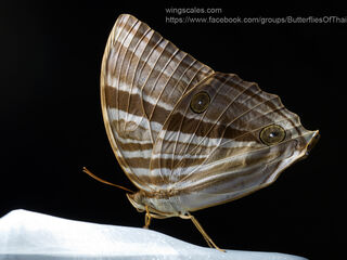 Amathusia phidippus phidippus