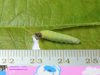 Abaratha angulata angulata