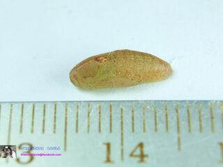 Anthene emolus emolus