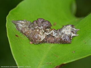 Jacoona anasuja anasuja