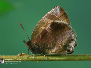 Flos anniella yunnanensis