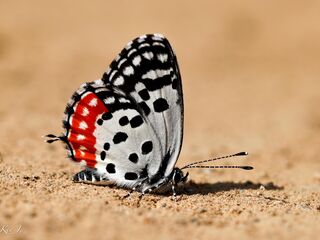 Talicada nyseus burmana