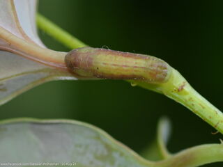 Yasoda pita dohertyi