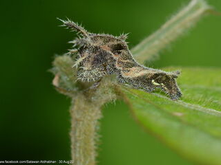 Neptis duryodana nesia