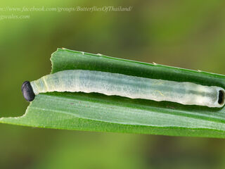 Unkana ambasa attina