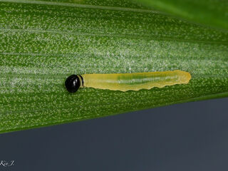 Potanthus serina serina